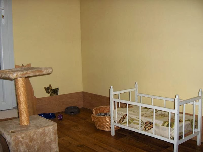 Le Royaume des Chats à Montarnaud