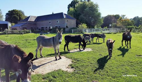 Les mout'anes à Saint-Hilaire-Sur-Helpe